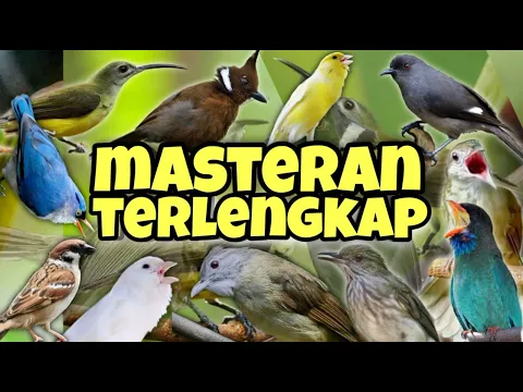 Download MP3 PALING GILA!! DIJAMIN MUNTAH MATERI !!! Masteran terlengkap dengan tembakan super pedass