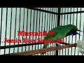 Download Lagu Burung Cucak Ijo Mini Gacor Ngentrok Full Isian Mewah Idaman Juri || putar dan nonton sampai habis
