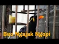 Lagu Beo Pintar Bicara, Berani Ngajak Ngopi