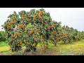 Download Lagu Growing and Harvesting Longan Thousands of Tons in My Village to Sell - Agriculture Technology