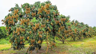 Growing and Harvesting Longan Thousands of Tons in My Village to Sell - Agriculture Technology
