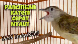 100 terbukti pancingan kapas tembak bahan agar cepat bunyi katem bahan pasti nyaut kicau tembak