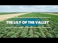 Lagu THE LILY OF THE VALLEY || HYMNAL WORSHIP || BRIDE OF CHRIST WORSHIP MINISTRY 