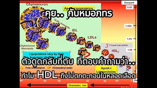  ฮดแอล มีหน้าที่อย่างไรในร่างกาย และทำไมมันจึงสำคัญต่อสุขภาพหัวใจ 