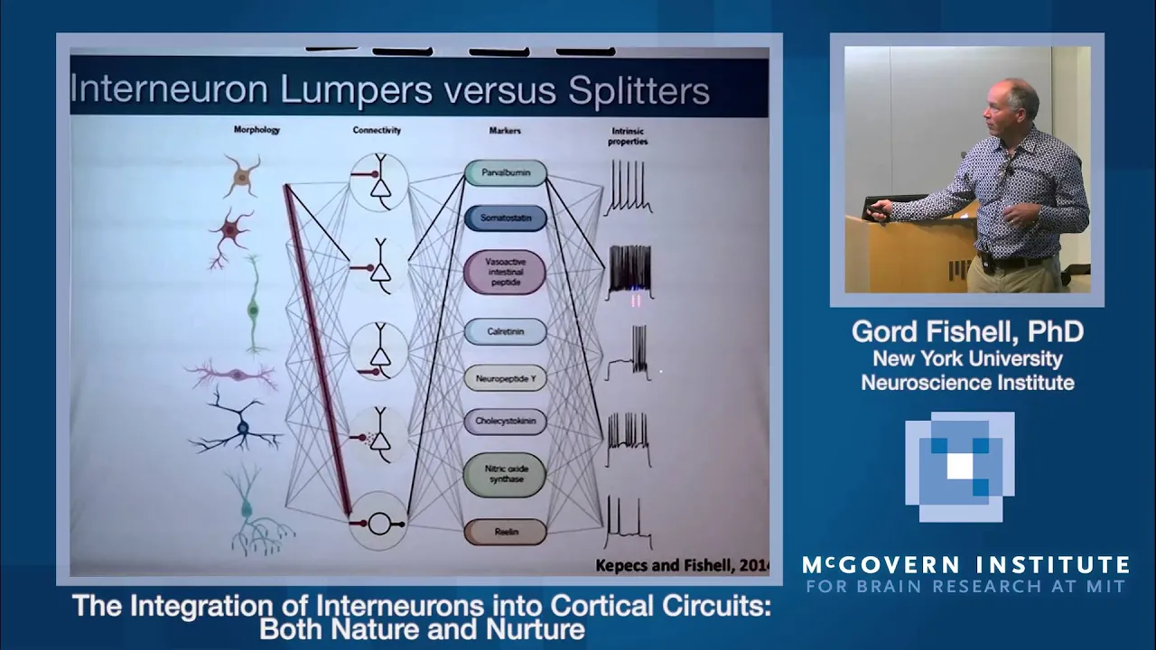 Gordon Fishell, The Integration of Interneurons into Cortical Circuits: Both Nature and Nurture
