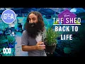 Download Lagu Secret Plant Revival Technique | From The Shed | Gardening Australia