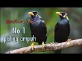 Download Lagu masteran Burung Beo @CAUCAUKICAU