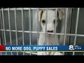 Tampa pet store stops selling puppies offering rescue dogs for adoption instead