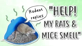HOW TO REDUCE RAT MOUSE ODOUR Rodent replies