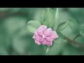 Lagu @minangmusik, lain dibibia lain dihati cover by yaya nadila
