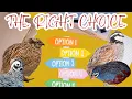 Which Quail is Right for You A Complete Guide to Choosing the Best Quail