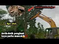 Download Lagu Detik-detik penghuni kayu purba muncul😱⁉️Ngeri sekali||Setelah kayu ini ditumbangkan‼️