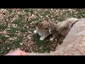 Corgi Puppy vs Goldendoodle