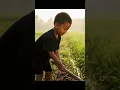 Download Lagu Bocah Kecil Ini Bangun Subuh untuk Bantu Orang Tuanya di Sawah