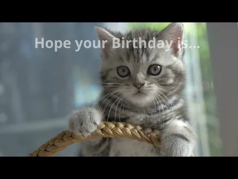 Download MP3 Adorable Cats & Kittens Birthday Card Video~Happy Birthday Wishes Cat Music Video ~ Whatsapp Status