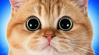 AVOIR UN CHAT - HENRY TRAN