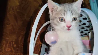 Can this kitten handle the tiniest ball ever? 🏀🐱