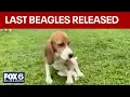 Ridglan Farms beagles last of the dogs released FOX6 News Milwaukee