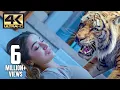 Download Lagu Tiger in the house | Mirugaa | 4K (English Subtitle)