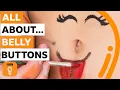 Why your belly button is amazing BBC Ideas