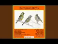 Download Lagu Tree Pipit (Boompieper)