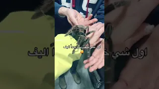 خطير جدن أكبر عنكبوت في العالم العنكبوت الذئبي من أشرس العناكب 