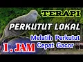 Download Lagu pancingan perkutut lokal gacor - terapi perkutut full 1 jam