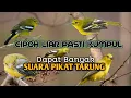 Download Lagu Pikat mp3 sirtu/cipoh ribut paling ampuh😱putar saja pasti ngumpull‼️