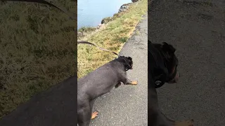 #fyp #vlog #dream #pets #doberman #life #travel