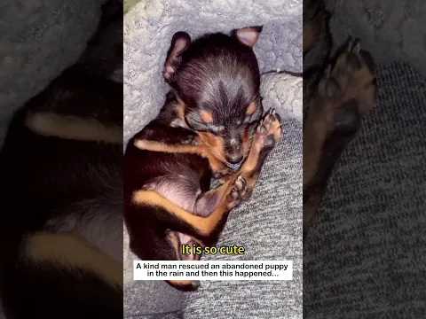Warmth in the Rain #animals #wildliferescue #cute #lovestory #pets #rescue #dog #puppy #love