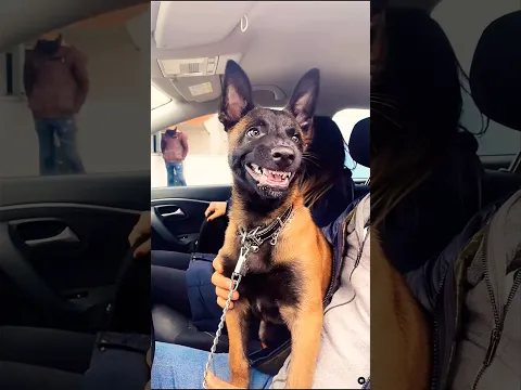 Belgian Malinois mad puppy. #puppy