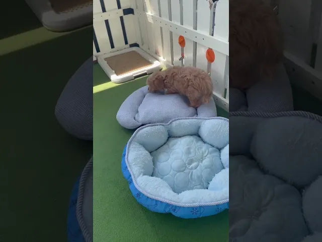 動画