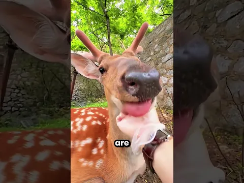 This Boy Became Friends With A Wild Deer 🤩❤️