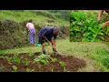 Download Lagu jungle man planting chiraito herb plants in his farm field with his wife || family in the jungle