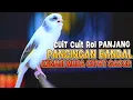 Download Lagu KENARI GACOR Panjang Cuit Cuit EMOSI, TERAPI AMPUH untuk Kenari MACET DAN PAUD CEPAT BUNYI |5|