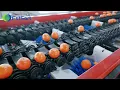 From Bin to Box in Minutes Our High-Speed Citrus Packing Line Revealed