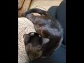 Download Lagu Watch dreaming Burmese cat's hackles rise
