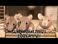 Download Lagu SUARA PIKAT TIKUS     100% AMPUH