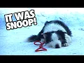 How Snoop Killed Samuel - Anatomy Of A Fall Analysis