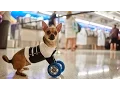 The Adventures of Southwest and TurboRoo the Two-Legged Wonder Dog