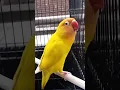 Download Lagu pancingan suara lovebird ngekek panjang berdurasi #lovebirds #lovebirdchannel #birds #suaralovebird