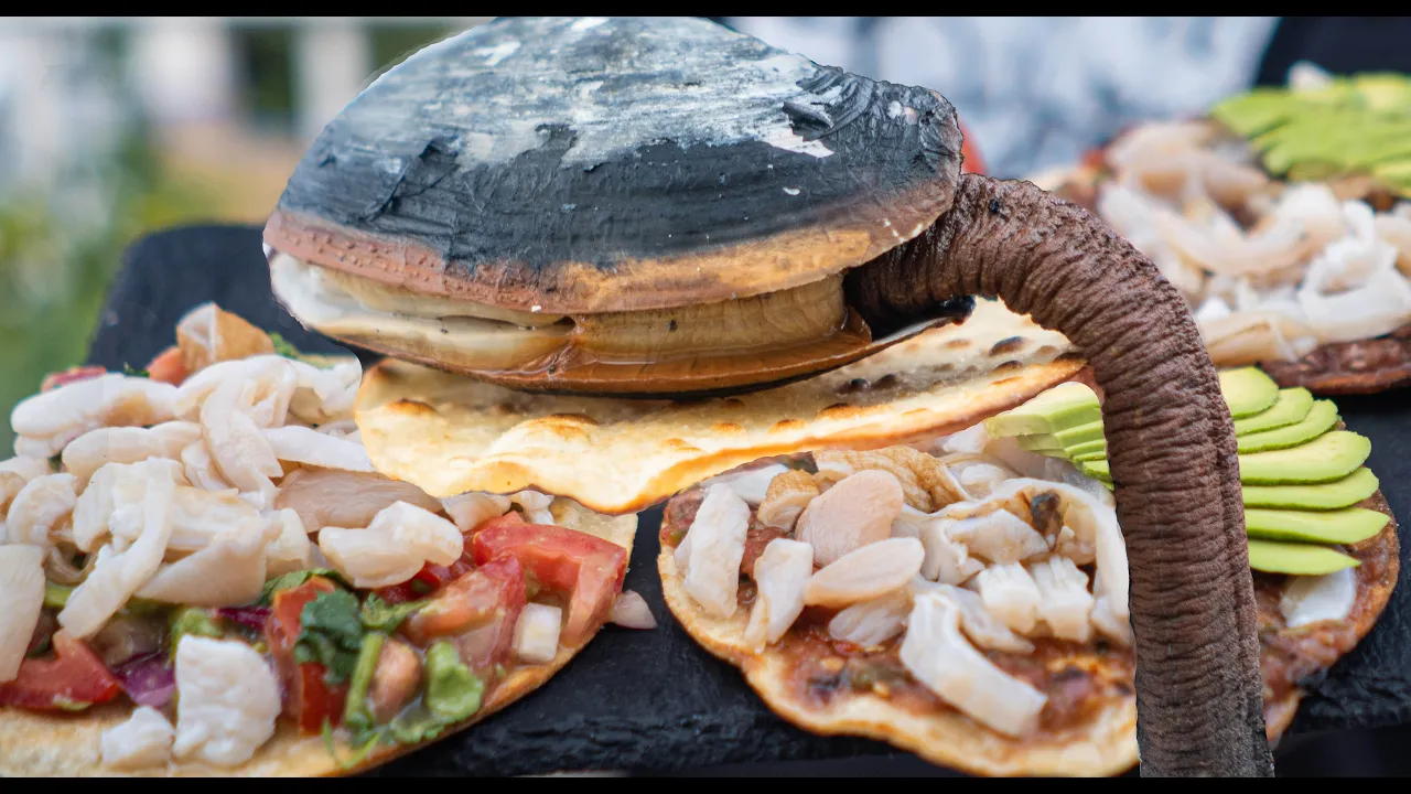 THESE WEIRD CLAMS SQUIRT SO MUCH   Strange But Tasty Clam Tostada   Catch and Cook