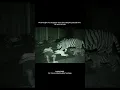 Lagu CHILLING Night Vision: Tiger Family STALKS Sleeping Dad \u0026 Child!