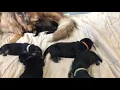 German Shepherd Puppies Sale in Hayward WI