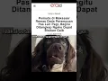 Download Lagu wah pitnah-pitnah😡#meme