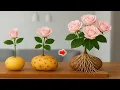 Steek een rozentak in een aardappel! De rozentak krijgt binnen een nacht 1001 wortels!