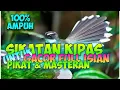 Download Lagu Sikatan Kipas Gacor Full Isian Untuk Pikat Dan Masteran Paling Ampuh