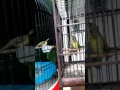 Download Lagu Sogok Ontong VS Kolibri Kelapa joget sambil ngobra
