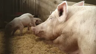 การเลี้ยงหมูหลุมเศรษฐกิจ: ตอนที่  1 มาเลี้ยงหมูกันเถอะ
