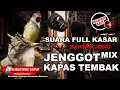 Download Lagu 🔴 1JAM Suara Kasar dan Panjang Cucak Jenggot VS Kapas Tembak Dengan Banyak Jeda Anti Stres